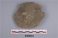 藏品(曼氏星楯海膽)的圖片